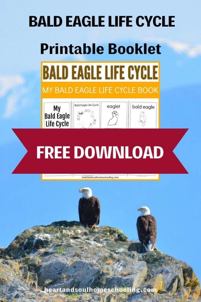 Bald Eagle Life Cycle Activities Heart and Soul Homeschooling